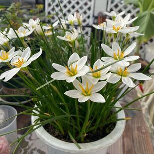 �M100����10�[�m�L���m���[ɏͥԺ�G��ϲ�ֲ�ﳣ���_��