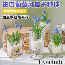 葡萄风信子种球进口易种活室内室外阳台盆栽观赏植物水培花卉大球