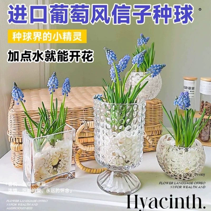 Луковицы виноградного гиацинта импортируются и легко выращиваются, подходят для комнатных и уличных растений в горшках, декоративных растений, гидропонных цветов, крупные луковицы.