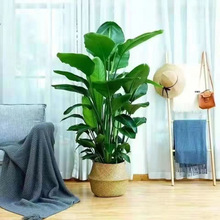 �����B����ֲ���B�Q���m�ļ��L��Gֲ�����ļ����B�û����Ի��܏S