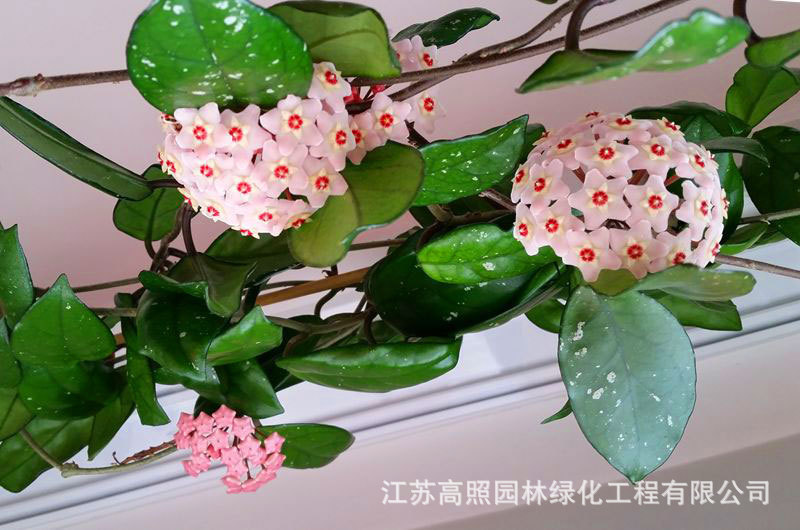 球兰盆栽垂吊植物阳台客厅爬藤绿植花卉吊兰花苗室内绿叶球兰-阿里巴巴