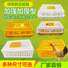 家禽鸡鸭用周转箱塑料雏鸡笼加厚特大运输筐漏粪装鸡塑料筐运输笼