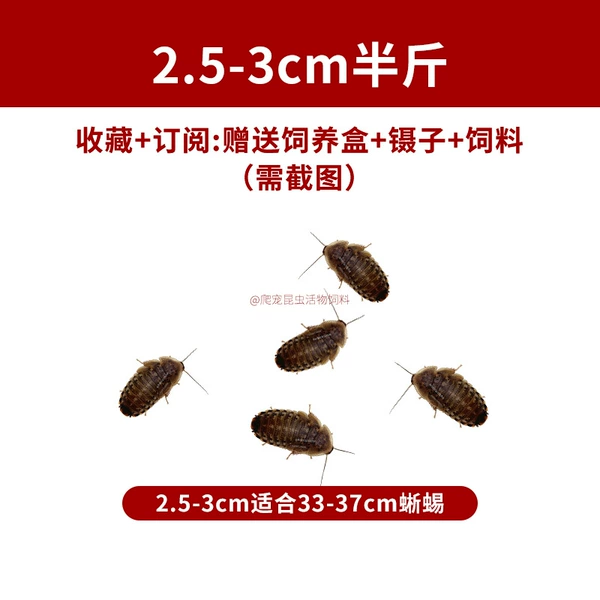 2,5–3 см