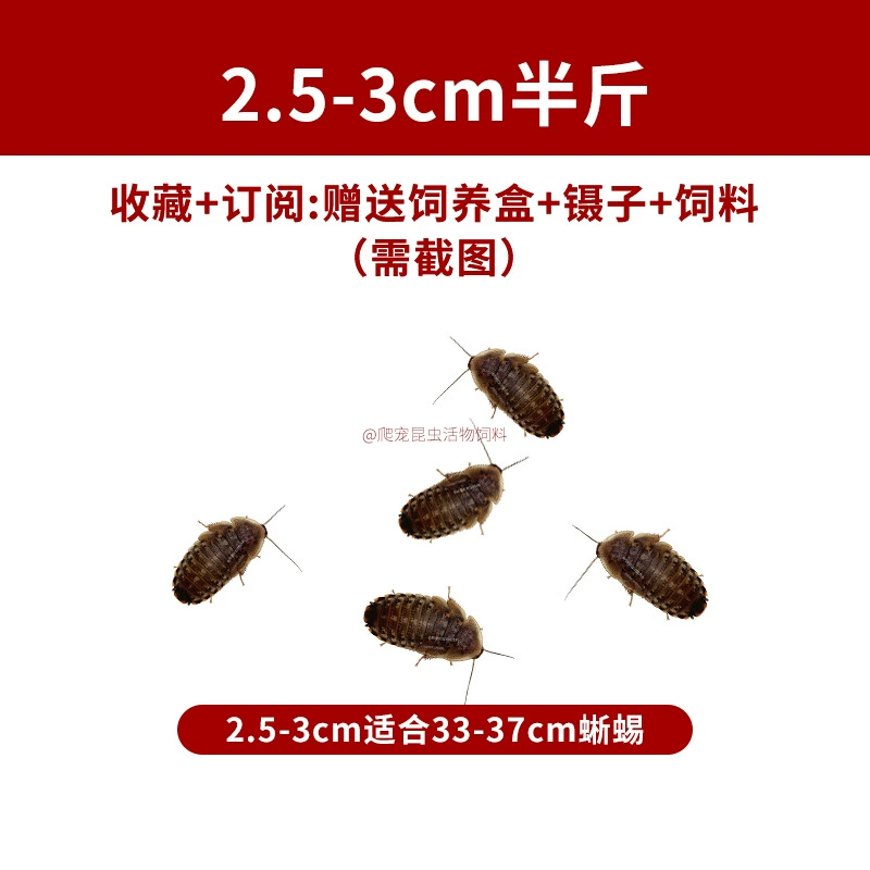Живые дубиа-тараканчики (Blaptica dubia), размеры 0,5–4 см, корм и племенной состав
