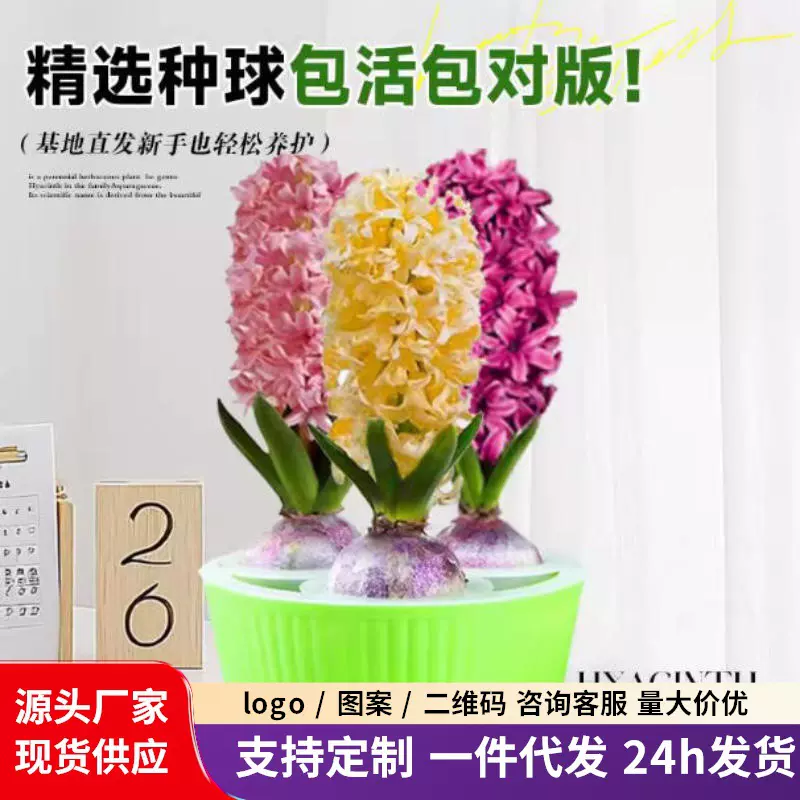 风信子种球水培套装四季水养郁金香花卉室内耐寒土培绿植秋冬盆栽