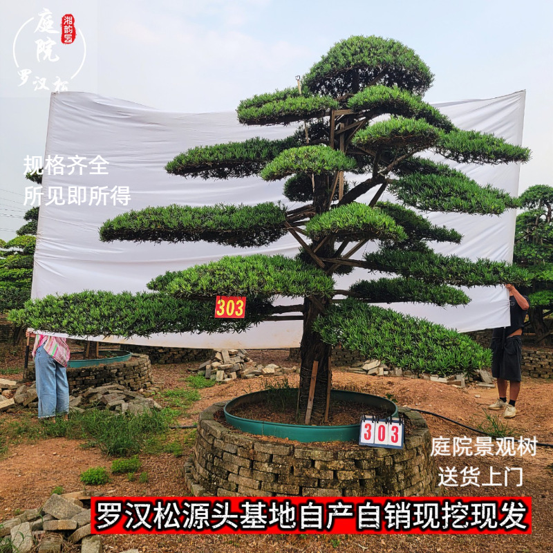 大型别墅庭院景观树造型罗汉松绿化日本迎客松