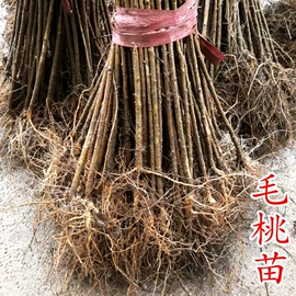 园林果树;乔木;灌木