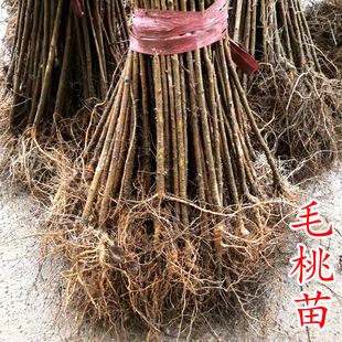 ë���猍����Ұ���Ә���ë������ľ�����ü޽�ռ���r����