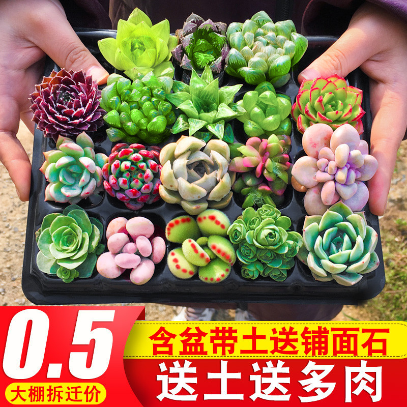 多肉植物组合盆栽室内套餐特价好养大颗肉肉清仓含盆带土老桩多头 种苗花卉网