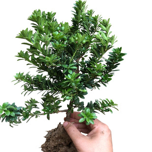 ���~�A�~�������_�h�ɘ����辰���Ի��ܾGֲ�ļ�����