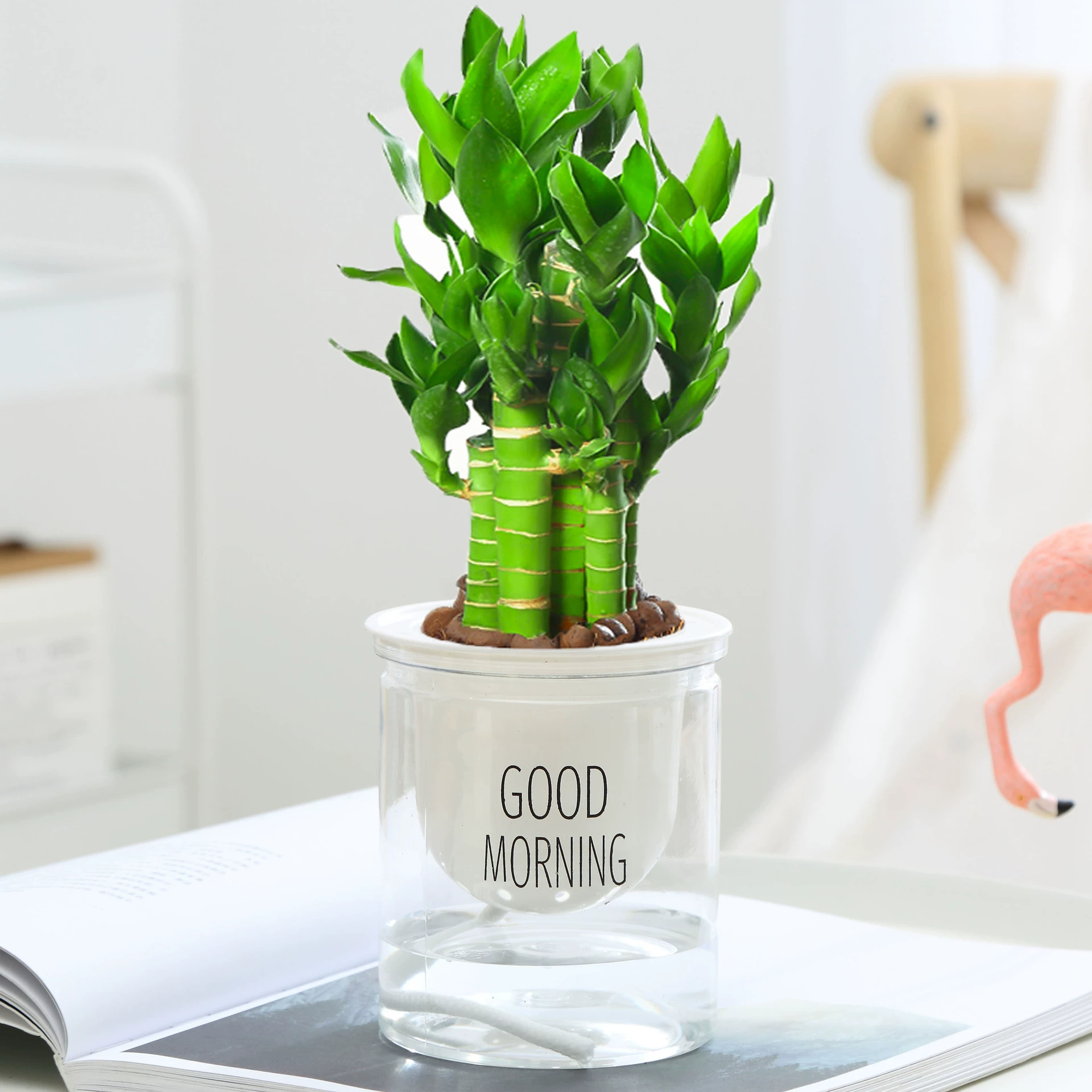 Выращенный в воде бамбук лотоса с корнями Бамбук Wenchang Комнатные цветы в горшках Хорошо растущие зеленые растения Гидропонные растения Бамбук Fugui Guanyin