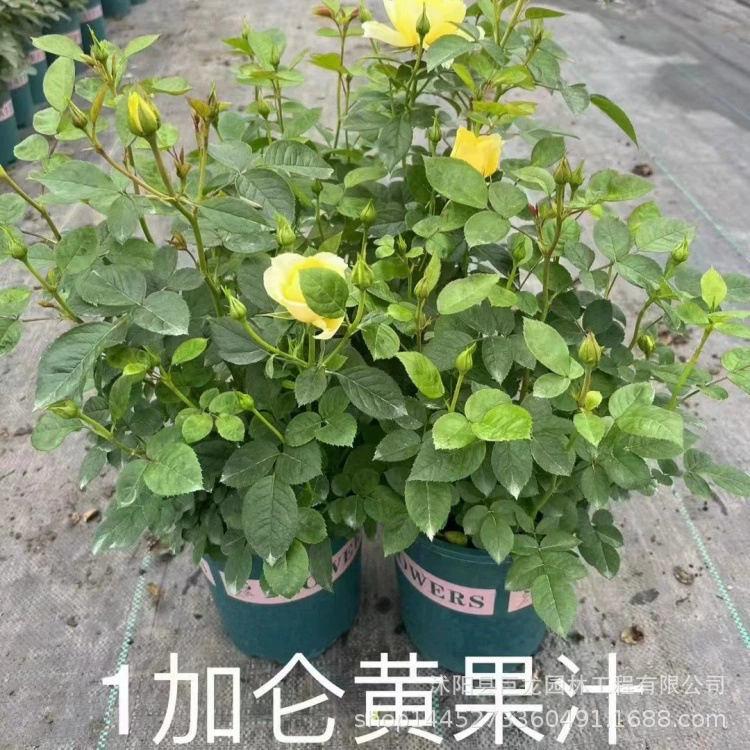 Розовые саженцы в форме дерева привиты в дворовых кашпо 3- 4-5cm крупноквашечных розовых деревьев с сильным ароматом.