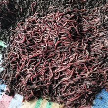 �r��t�����DҰឺڿ��D�ϼt�x�a�~�O�ߵ�ɢ�b���b�~ʳ���x���r