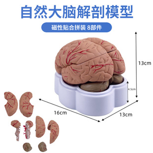 Human Brain Anatomy Model Cerebral Hemisphere Brainstem Interventricular Cerebellum Model Assembled Cerebral Artery Neurosurgery