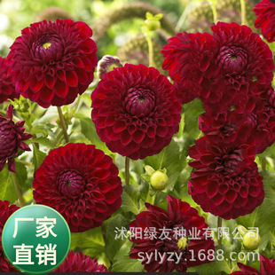 ���l�������޸����ܴ������N�ӷN���ͺ��׻������ɫ���Ի��N��