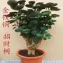 大型办公室盆栽植物金钱树