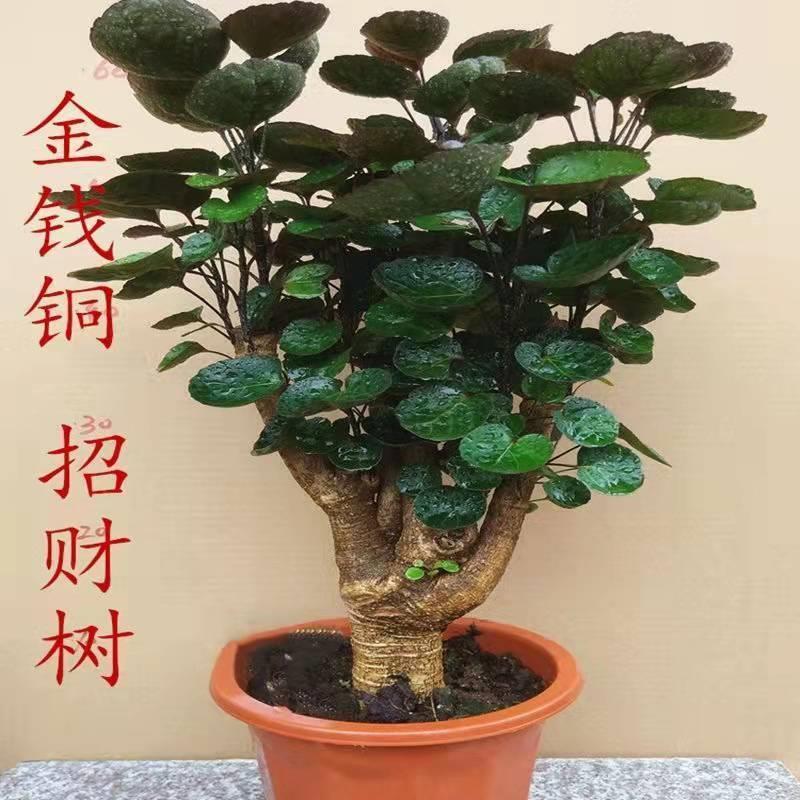 Fulutong Round-Leaf Money Pocket Large Potted Indoor Living Room Office Green Plant Money Tree Good Plant