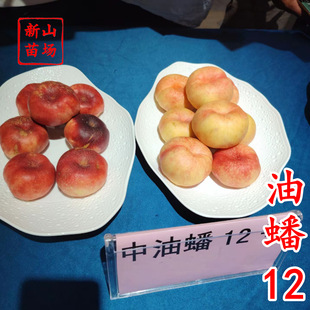�������12̖���硿����6����������Ҙ�������������Ҽ޽�