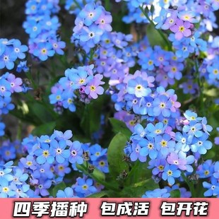 Forget-Me-Not Seeds, Perennial Flower Seeds, Forget-Me-Not Seeds, Easy to Grow in All Seasons, Garden Potted Flower Seeds