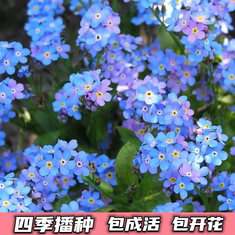 勿忘草种子宿根多年生花种子勿忘我种子四季易种庭院盆栽花卉种籽