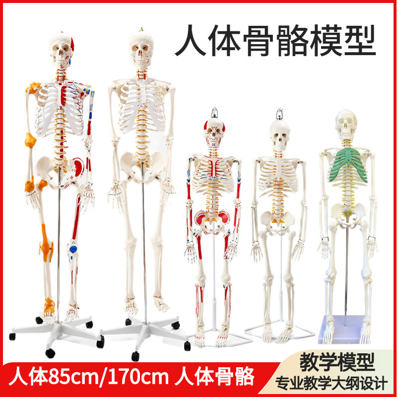 Human skeleton model adult skeleton spine disc joint medical standard teaching whole body model Human skeleton model adult skeleton spine disc joint medical standard teaching whole body model