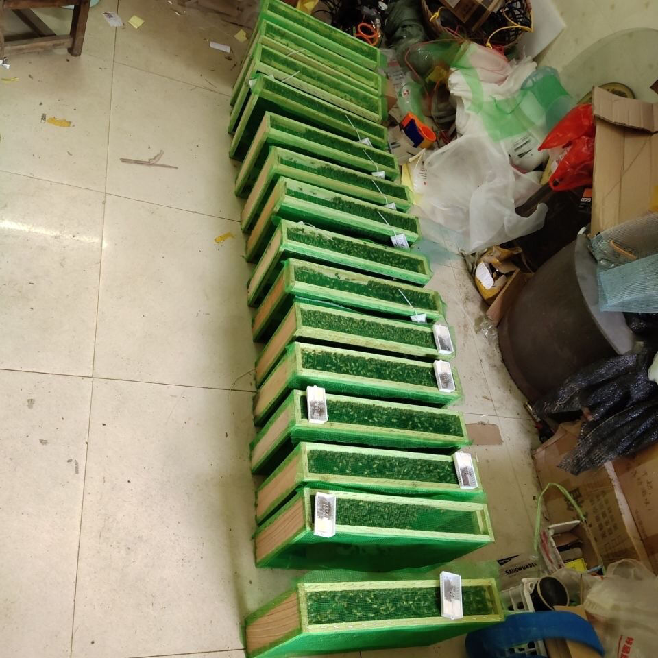 中蜂种蜂群活体带王带子脾出售笼蜂土蜂蜂子蛋群 中华小蜜蜂活群