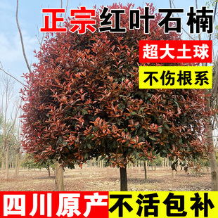Red Leaf Hawthorn Saplings Sichuan Courtyard Community Greening Seedlings Outdoor Shaped Potted Tall Hawthorn Trees