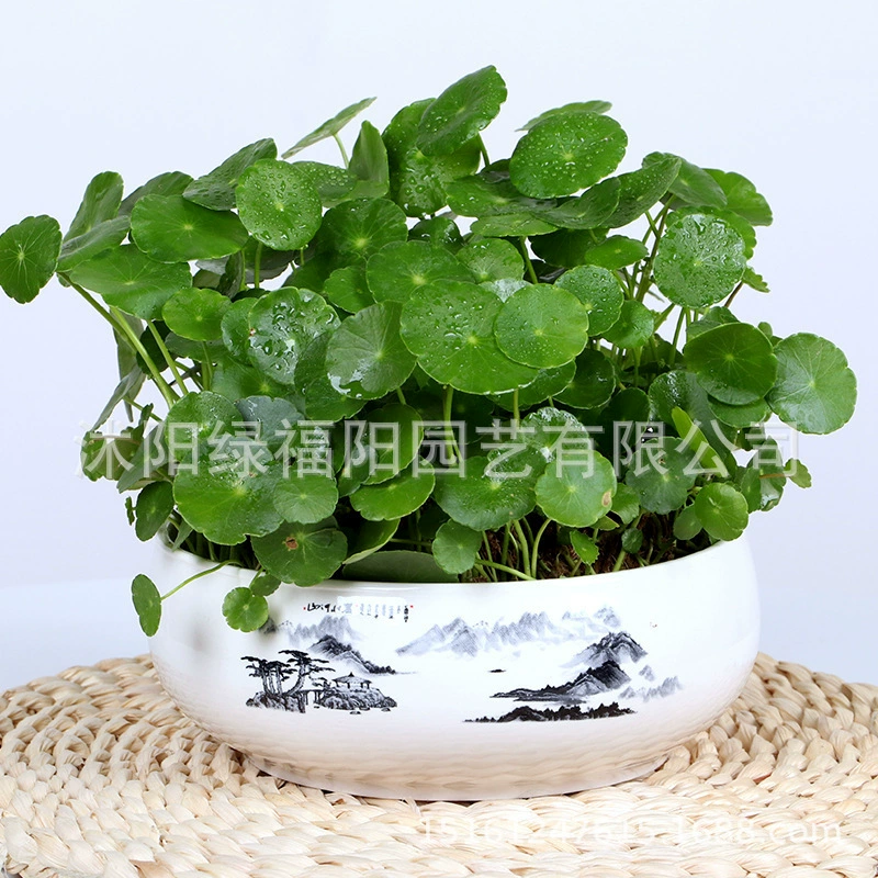 Медная денежная трава и денежная трава Гидропонные растения офис Крытый горшок ленивый новичок хорошее разведение вечнозеленых водных растений