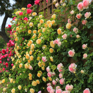 [Buy 5 Get 1 Free] 1.5m High Climbing Rose Fragrant Large Flower Rose Vine Rose Flower Multi-Season Cold-Resistant Plant
