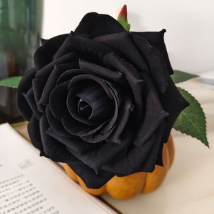 �q�����õ����滨���Sֱ�N���˹��Y���c�bٻ��羳���lA��