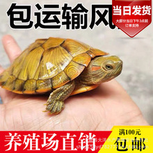 Small turtle special tank outside pond large小乌龟专用缸1