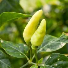 ��֬С�����������N������������콷�ݽ��N���ļ��̨�߲˷N����