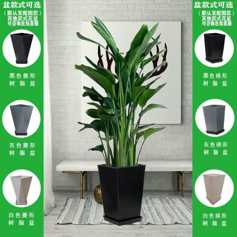 블랙 “사다리꼴 수지 분지” 컬러 옵션 포함