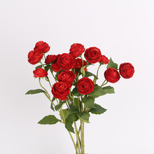 С���滨װ��ëݹС¶�����µ������ﻨ�ղ���������������Ӱ�Ҿ�