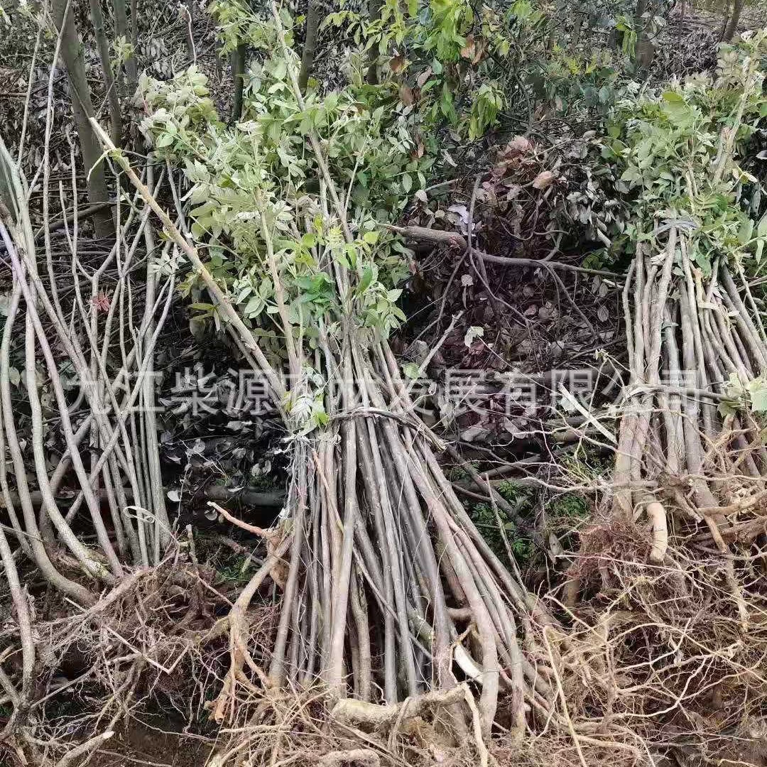 Оптовая продажа саженцев соляного куста, соляного куста 9公, соляного куста 15cm листопадных малых деревьев и кустарников