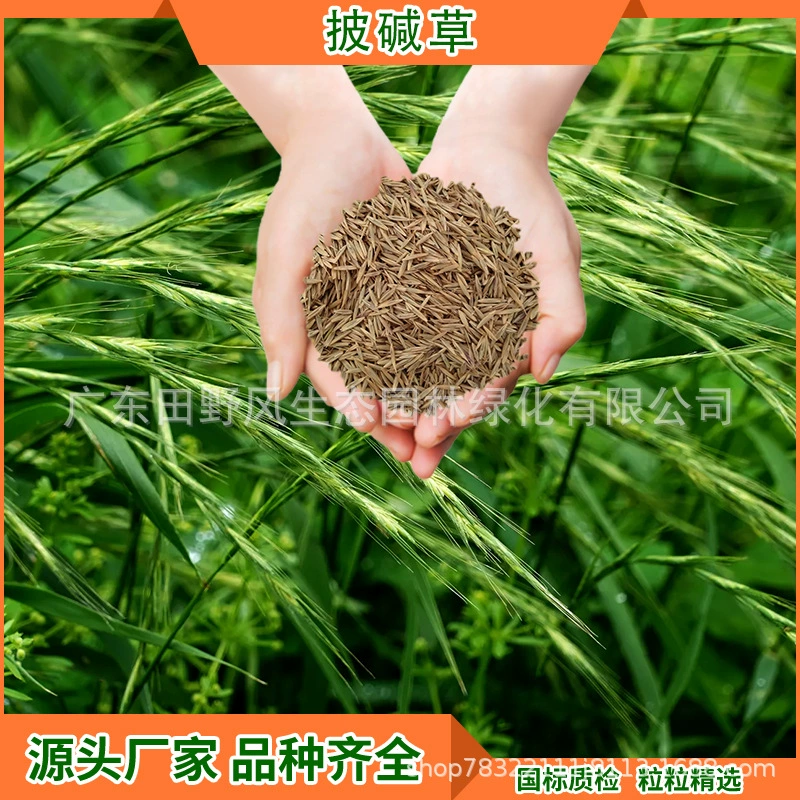 Озеленение в течение многих лет Искусственный кормовой газон Stadium Courtyard Семена Elymus Морозостойкие и засухоустойчивые семена газонных трав