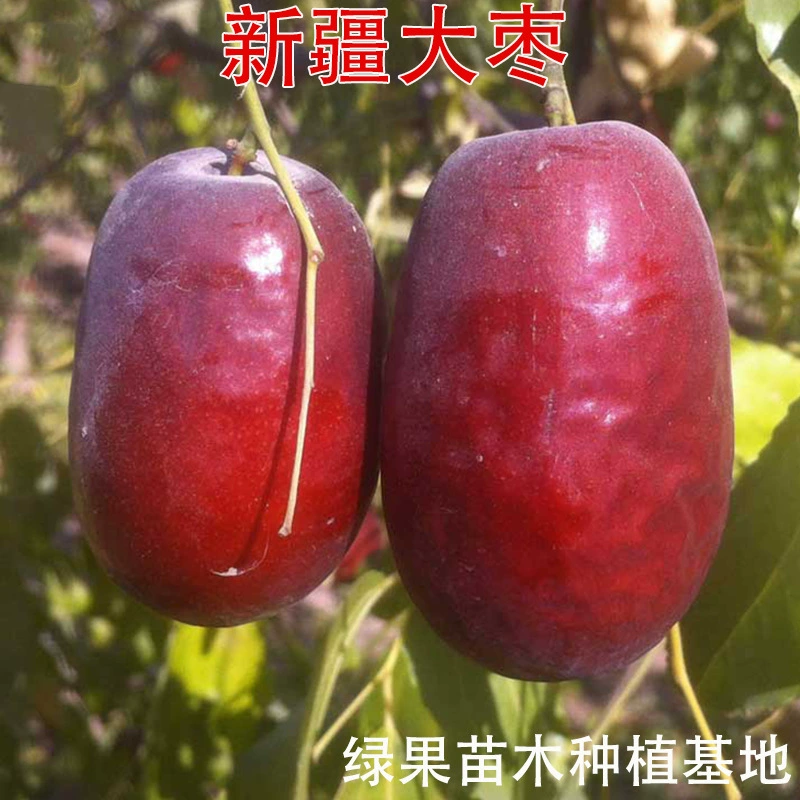 Саженцы шицзянского зизифуса, саженцы нефритового зизифуса Хотан, саженцы большого красного зизифуса, саженцы шицзянского зизифуса Хотан, саженцы плодовых деревьев, подходят для посадки как в северных, так и в южных регионах.