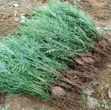 һlؘ Ȱؘ ֦ ~ϴ^ɘ