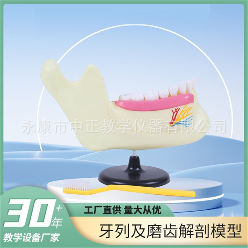 Dental Arch and Tooth Grinding Anatomy Model, Biological Teaching Instrument for Middle and High School Students, Display Teaching Model, Instrument and Teaching Aid