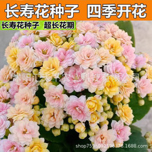 长寿花种孑人面桃花稀有品种长寿花重瓣大花混色种子四季开花
