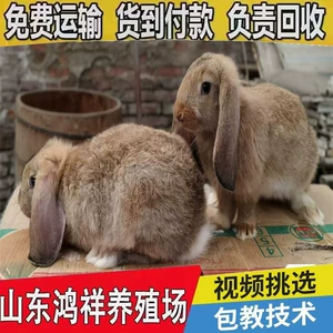 鸿祥 [大量供应公羊兔子活物价格从优大体型垂耳公羊兔批发观赏专用]