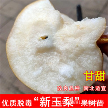 新宇早酥红梨玉露香梨树苗黄金鸭梨库尔乐香梨树苗秋月梨树苗批发