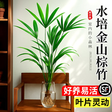 金山棕竹水培绿植客厅大型竹子盆栽水养招旺财发财富贵竹室内植物