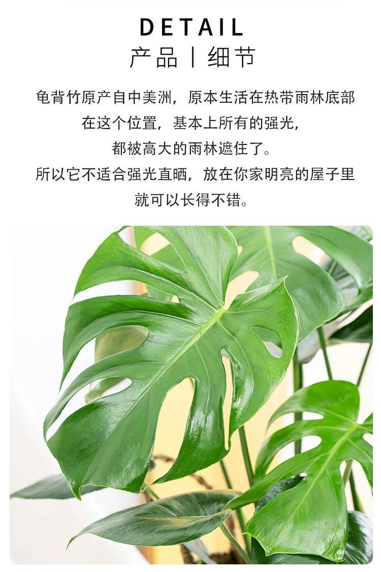 大型开背老桩龟背竹带根土培水养水培盆栽除甲醛办公室客厅绿植物-阿里巴巴