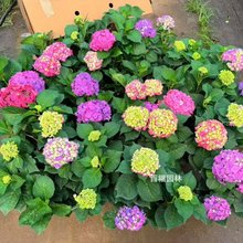 ���ɻ��o�M�Ľ������Ծ�Ʒ��a���^��ֲ��ͥԺ��������ֱ�N