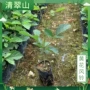 园林美观绿化盆栽行道树