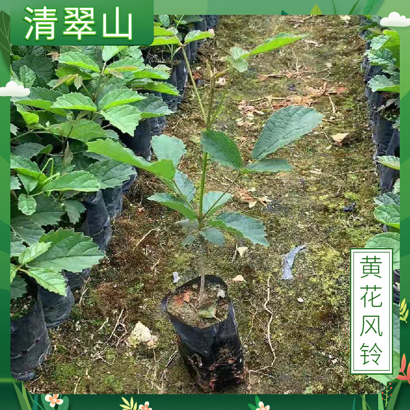 黄花风铃木苗庭院盆栽花卉落叶乔木园林绿化行道树多花风铃木美观
