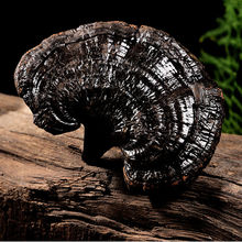 Lɽɽ`֥Ұ֦ϳ`֥Ƭ֥Ұɽ؛ݾș