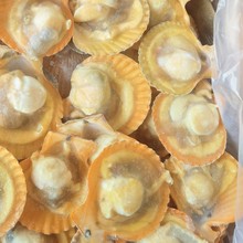 扇贝黄金冷冻贝半壳海鲜贝清蒸烧烤粉丝蒜蓉商用