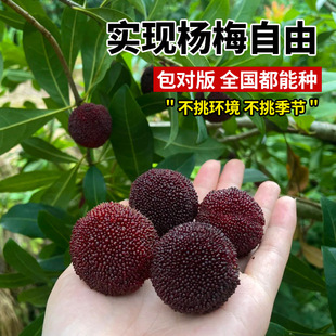 Authentic Dongkui Bayberry Tree Saplings, Grafted with Black Charcoal, Suitable for Planting in Both Northern and Southern Regions, Potted Cultivation, Bearing Fruit in the Same Year, Grafted Seedlings